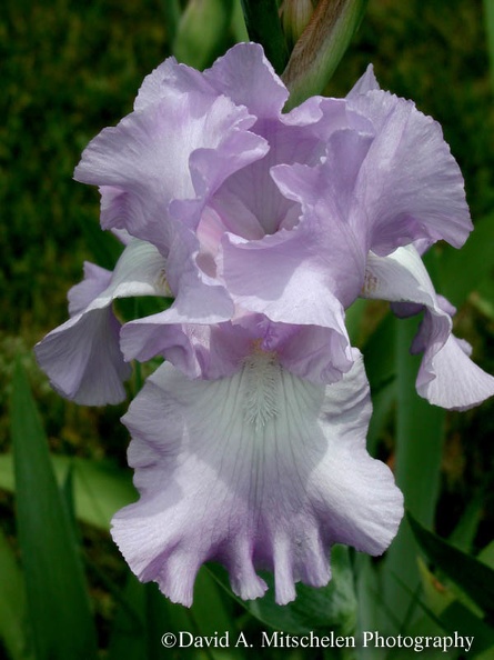 EPSN0008_Iris_01.jpg