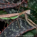 EPSN0015 Mantis on Aloe Vera 8x10 240dpi