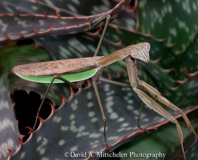 EPSN0015 Mantis on Aloe Vera 8x10 240dpi