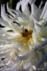 IMG 0045 Bee 02