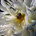 IMG 0045 Bee 02