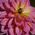 IMG 0028 Bee 01