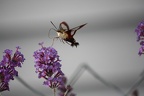 Birds & Bugs