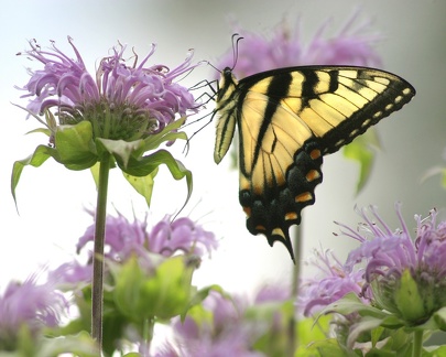 Tiger Swallowtail 1748b1b 8x10