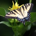 Tiger Swallowtail_7165a.jpg
