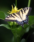 Tiger Swallowtail 7165a