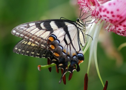 Tiger Swallowtail 7877b8x10