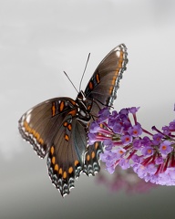 Red Spotted Purple 4837a