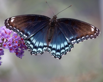 Red Spotted Purple 4907a
