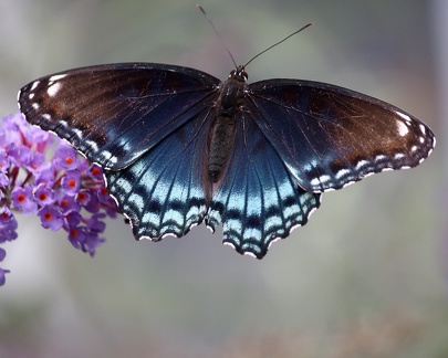 Red Spotted Purple 4907a