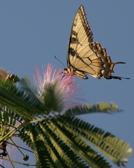 Tiger Swallowtail on Mamosa8x10 7656