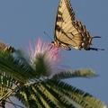 Tiger Swallowtail on Mamosa8x10_7656.jpg