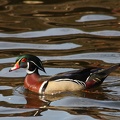 wood duck8252a