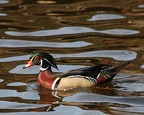wood duck8252a