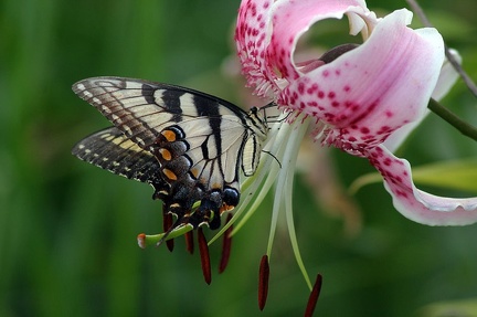 Butterfly on Pink Lilly 01