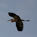 IMG 8780