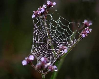 Spider Web