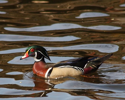 wood duck8252w