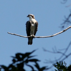 Osprey's in Elkhart