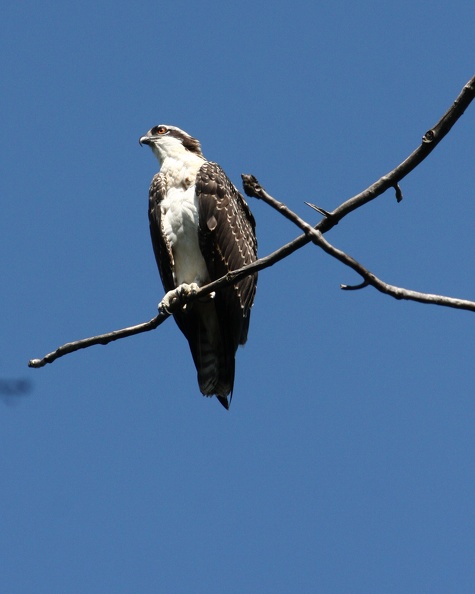 Osprey_4975a.jpg