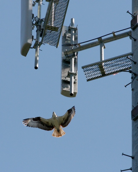 Osprey_5195a-w.jpg