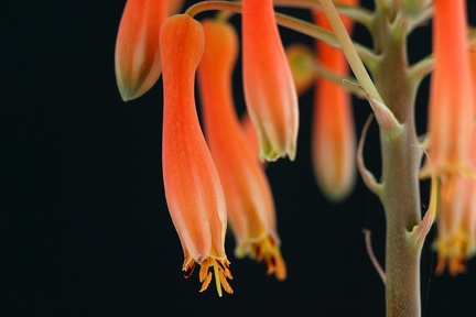 Aloe Vera 7432aw