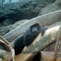 Howler Monkey 01 4x5 300dpi