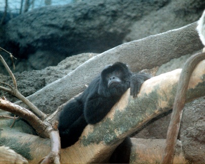 Howler Monkey 01 4x5 300dpi