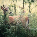 Young Buck 01 4x5 300dpi
