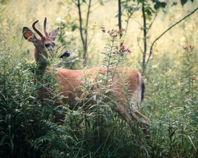Young Buck 01 4x5 300dpi